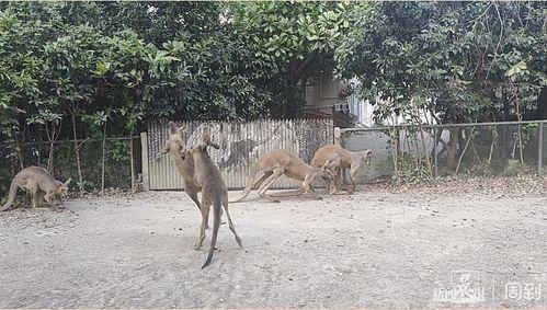 天津动物园爆料新闻视频,神秘动物亮相引游客热议  第2张